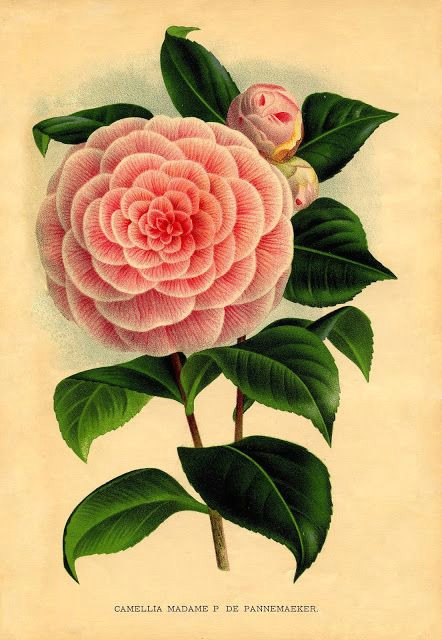 camellia madame p de pannemaeker