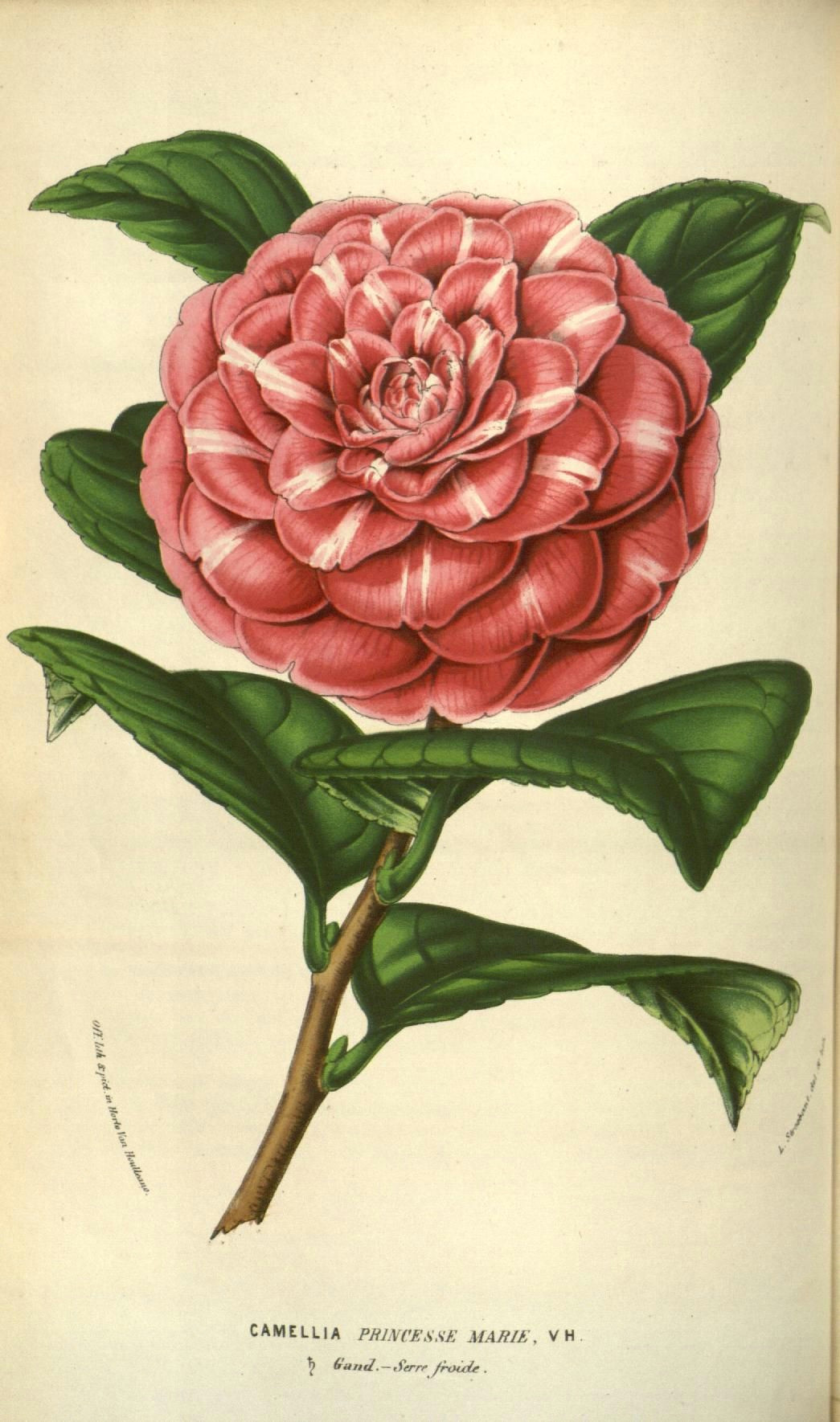 v 9 1853 54 flore des serres et des jardins de l europe biodiversity heritage library