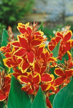 canna lily canna conestoga buy canna rhizomes lily online unwins canna lily landscaping