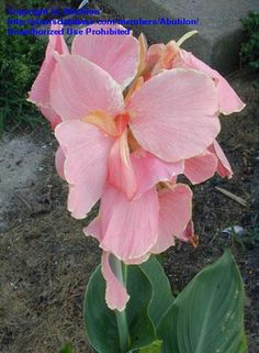 full size picture of canna lily cupid canna x generalis