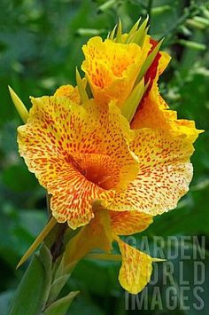 canna lily cleopatra reminds me of my mother