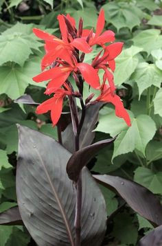 canna red futurity