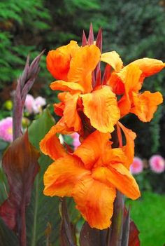 canna wyoming indian shot wyoming cana lily wyoming canna