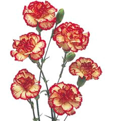 drawings of carnations mini carnation flowers pictures carnation flower pictures flower art