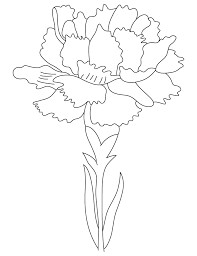 image result for carnation flowers drawing
