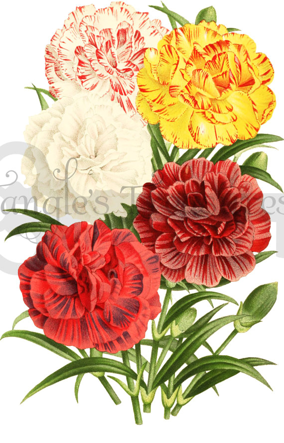 vintage carnations clipart high resolution by tanglestreasures 2 00