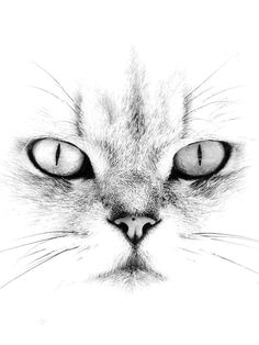 a whiter shade of pale via flickr cat eyes drawing shading drawing