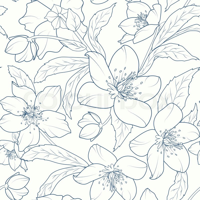 christmas rose lenten rose winter rose helleborus niger detailed sketch drawing dark blue on white background vector