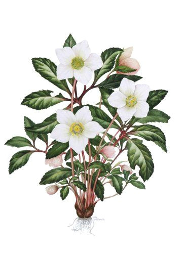 helleborus niger christmas rose a c sally crosthwaite sba christmas rose botanical drawings flourishes