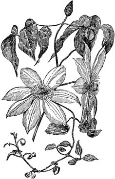 clematis lawsoniana henryi clematis clipart flower drawings flower designs flower line drawings