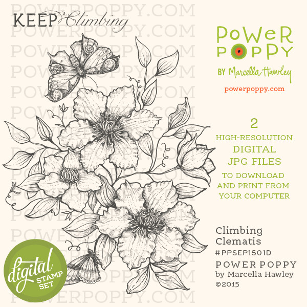 power poppy the blog keep climbing with our new clematis digi a flower drawingsbotanical
