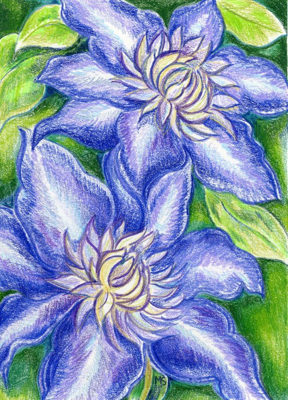 purple clematis flower original color pencil drawing 5x7 flower art wall art small gift han
