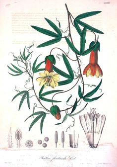 passiflora andina as rathea floribunda