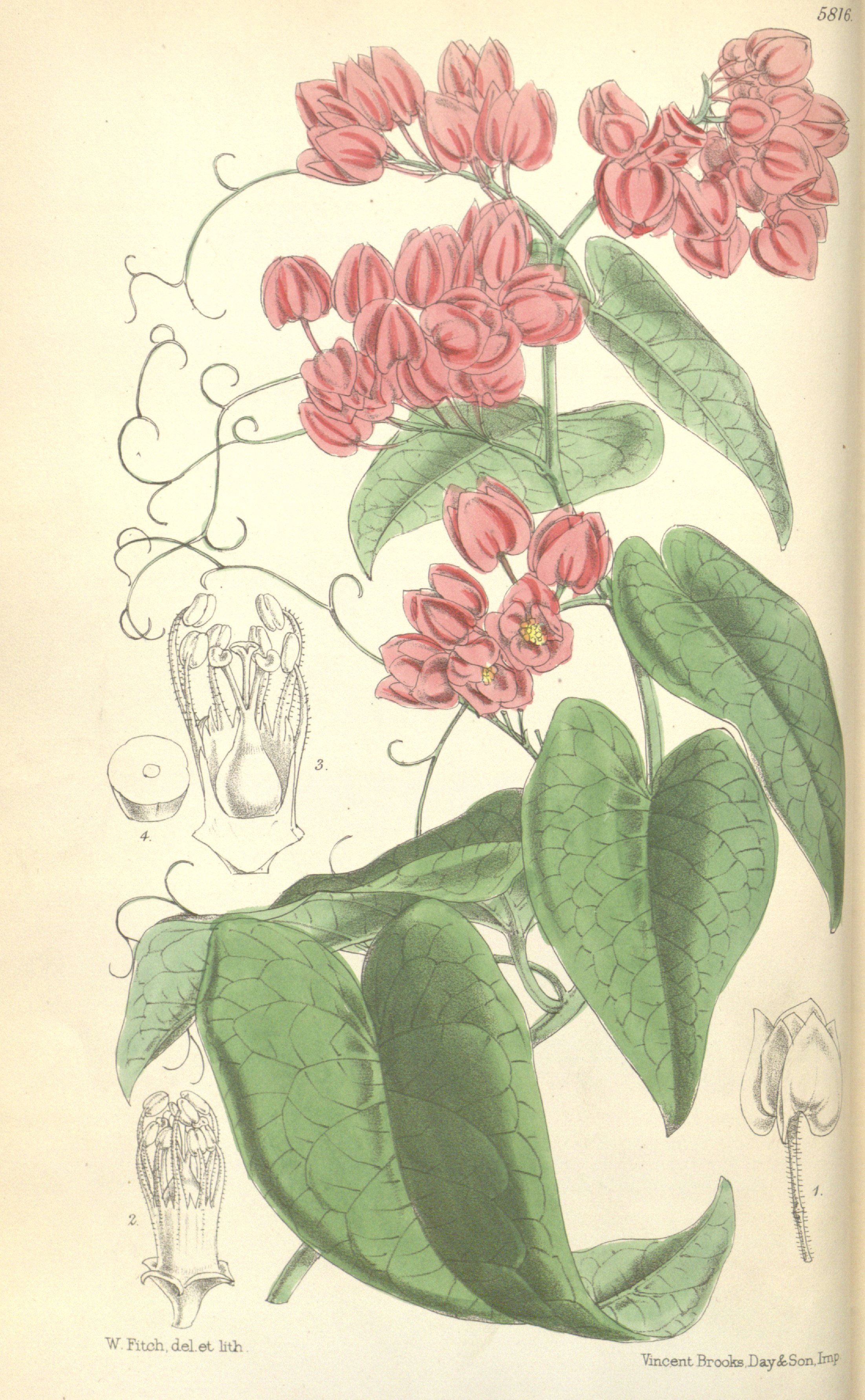 coral vine antigonon leptopus circa 1870 botanical prints botanical illustration vines