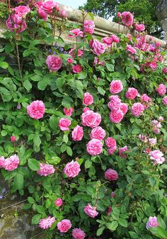 gertrude jekyll climbing rose