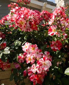 fourth of july climbing rose an explosion of eye popping color for the landscape