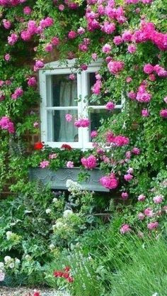 rose cottage cottage style cottage living beautiful flowers