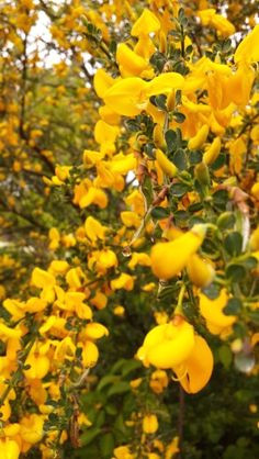 scotchbroom