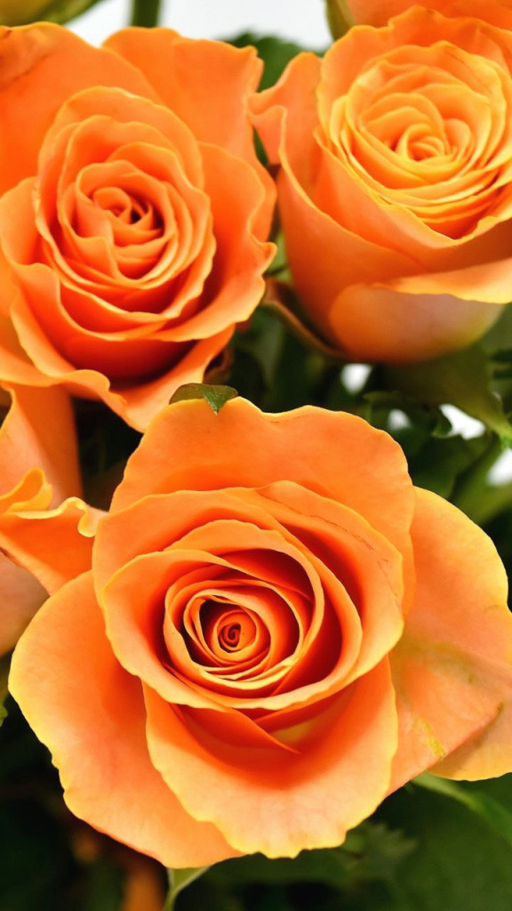 best of orange roses flowers bouquet 720a 1280 wallpaper of best of drawn vase 14h
