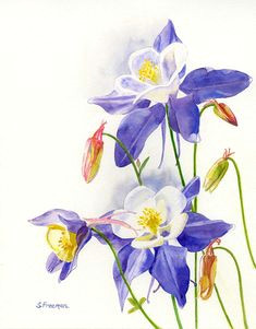blue columbine blossoms painting by sharon freeman blue columbine blossoms fine art prints and posters