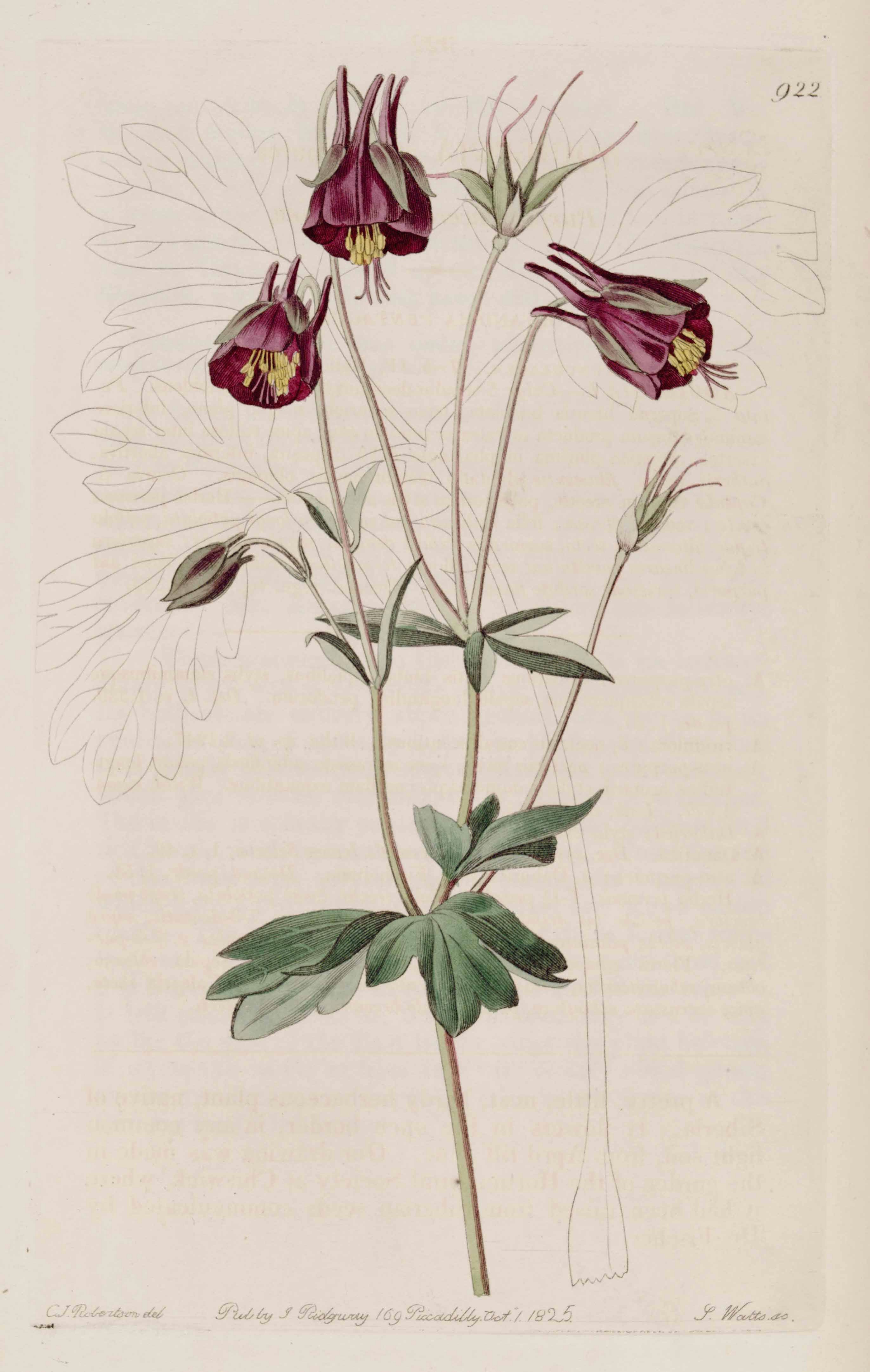 aquilegia viridiflora illustration circa 1825