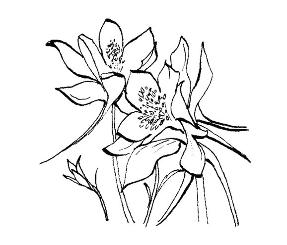 gallery for columbine flower line drawing
