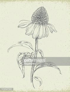 hand drawn purple coneflower echinacea flower with stem and leaves