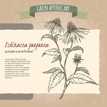 aka lila echinacea sonnenhut skizze