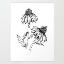 image result for cone flower sketch
