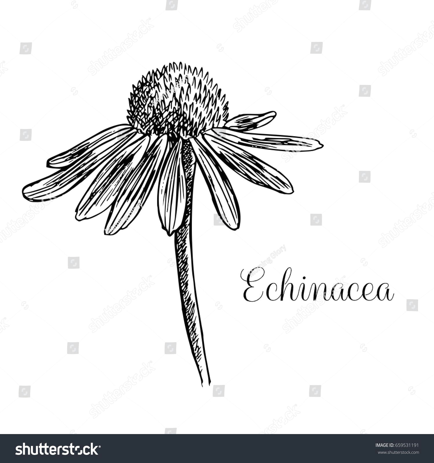 image result for echinacea line
