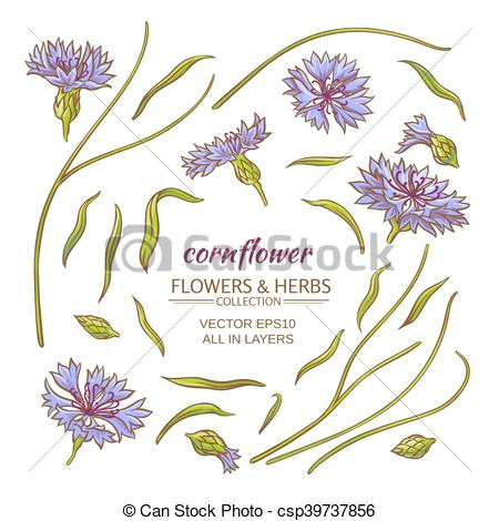 cornflower vector set