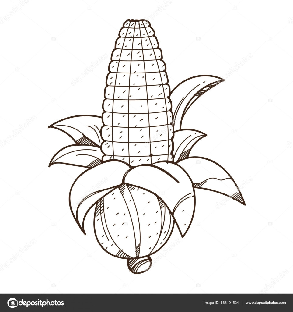 ear of corn logo outline drawing for coloring on farming growing of plants vector by filkusto