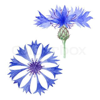 buy the royalty free stock vector image drawing of the flower cornflower on white background online a all rights included a high resolution vector fil