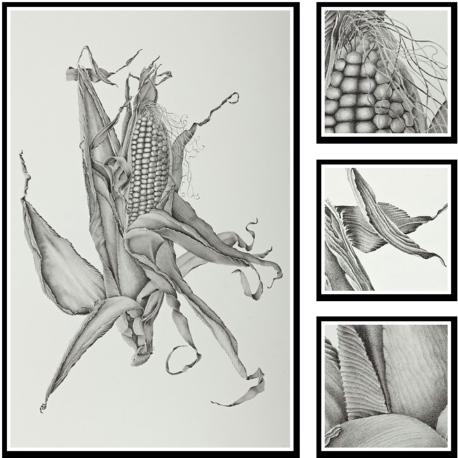 zea mays sweet corn sharon field botanical artist inspiration for botanical sketchbooks for art students at capi create art portfolio ideas