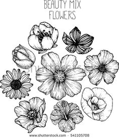 cosmos flowers drawings vector