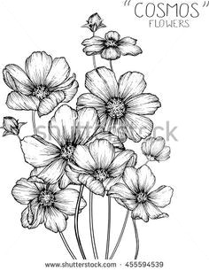 image result for cosmos flower sketch garden drawing cosmos flowers botanical illustration illustration