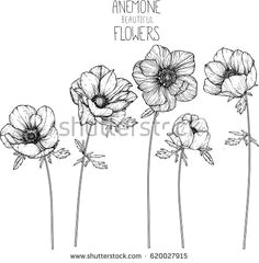 anemone flowers drawing vector illustration and line art