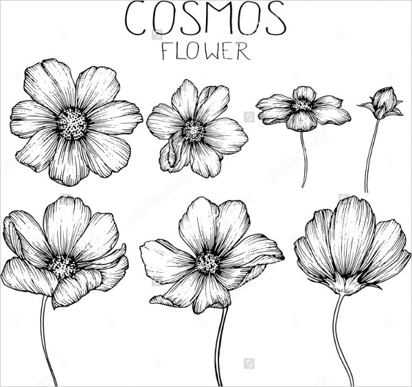 cosmos drawing rose 600x563