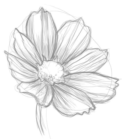 cosmos flower drawingsi e i i e i e i e e