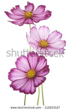 cosmos flower tattoos cosmos flower tattoo cosmos flowers tattoo watercolor flower beauti