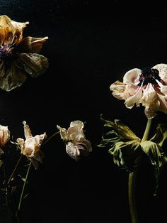 dried floral photography by alice gao wilted flowers dried flowers anemone flower