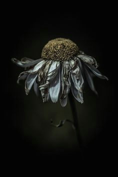 artistic nature flower feeling frazzled in a delighted way by alan shapiro death painting