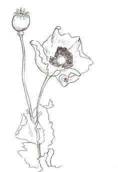 poppy flower drawing poppy flower sketch drawing poppy flower sketch fine art print