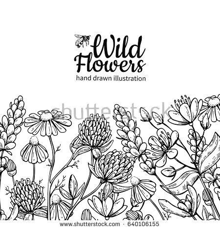 wild flowers vector drawing set isolated meadow plants and leaves herbal engraved style illustration