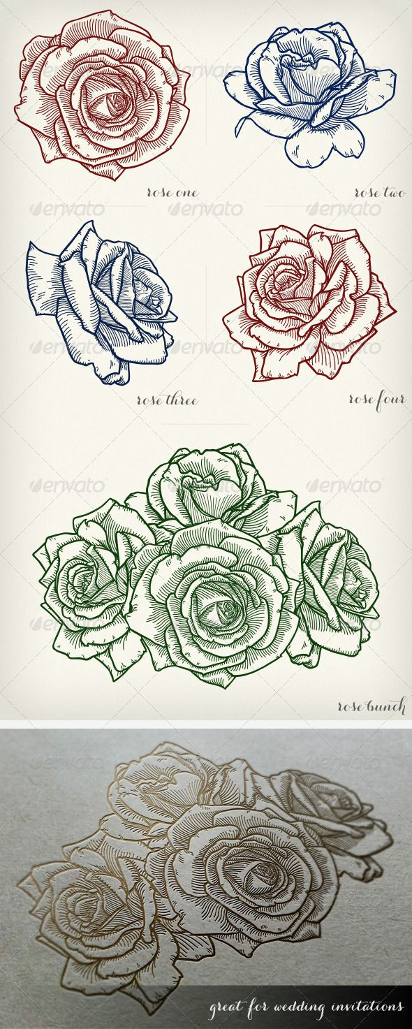 detailed vector roses flowers plants nature