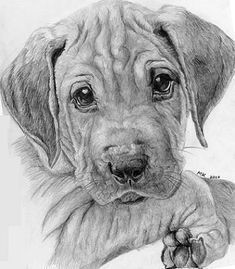 puppy realistic animal drawings drawings of dogs puppy drawings pencil drawings pencil