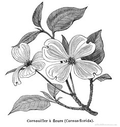 dogwood flower drawings flowering dogwood free graphics old books botanical illustration free