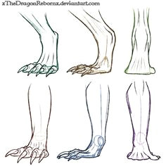 dragon feet study