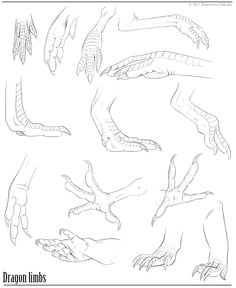 dragon limbs reference