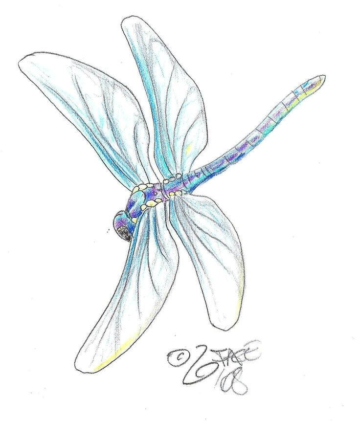 dragonfly pencil drawing illustrations in 2019 dragonfly tattoo dragonfly tattoo design tattoos